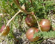 Une rare prune terrestre