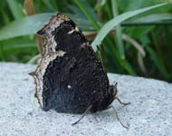 mourning cloak