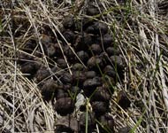 deer scat