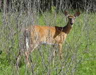 deer fawn