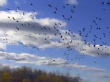 diversity at manitoba's tall grass prairie preserve preview