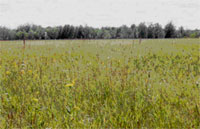 degraded tallgrass