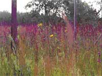 Manitoba Tall Grass Prairie Preserve reference site