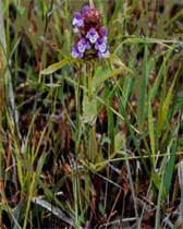 common self-heal