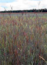 big bluestem