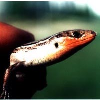 skink with orange throat