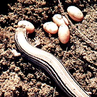 skink eggs