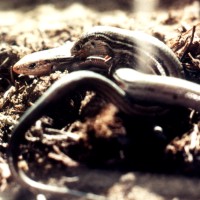 skink breeding