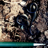 tiny skinks