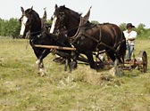 Horse-drawn mower